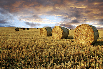 Maple Leaf Ropes Agricultural Rope